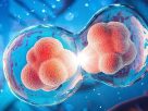 Conjoined twins are the result of a single fertilized egg that doesn't fully separate into two individuals during early embryo development. Photo:Adobe Stock/Anusorn