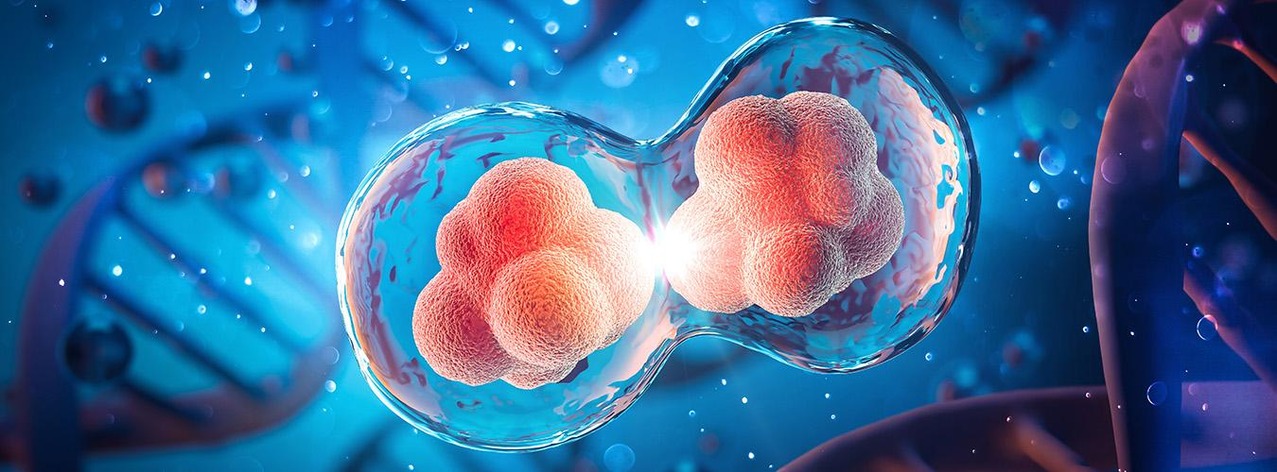 Conjoined twins are the result of a single fertilized egg that doesn't fully separate into two individuals during early embryo development. Photo:Adobe Stock/Anusorn